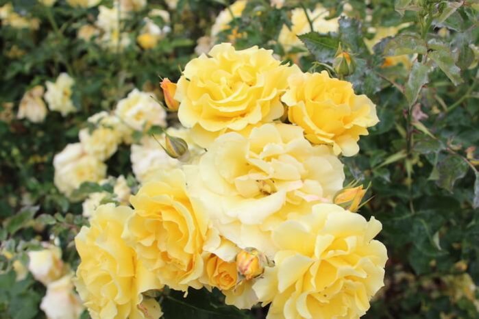 Разные виды роз в МАдриде