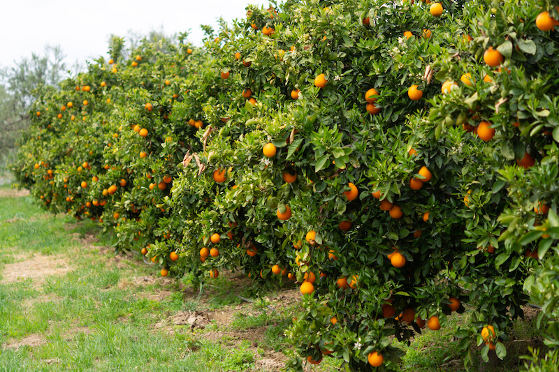 Апельсины в Испании